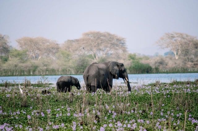 Exploring elephant